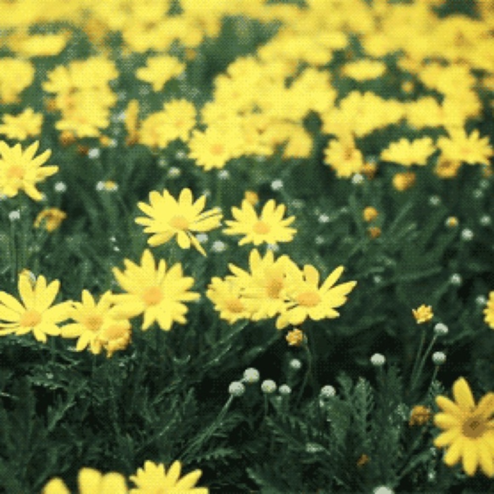 Meet your Posher, Bailey